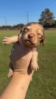 Ferrero, a female Miniature Dachshund for sale in Pittsburg, TX – 1 of 8
