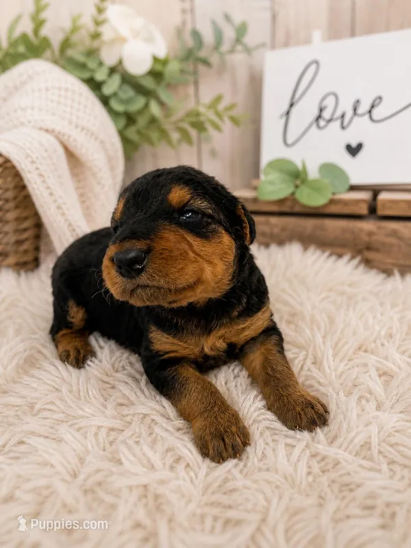 Airedoodle Female 1 – Airedale Terrier, Poodle - Standard  puppy for sale in Jerome, ID