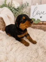 Airedoodle Male 3, a male Airedale Terrier and Poodle - Standard  for sale in Jerome, ID – Photo 1 of 3