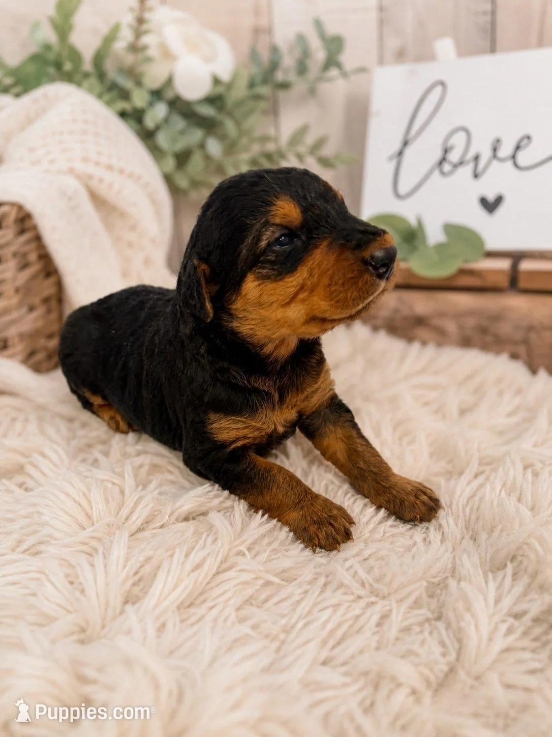 Airedoodle Male 2, a male Airedale Terrier and Poodle - Standard  for sale in Jerome, ID – Photo 1 of 3