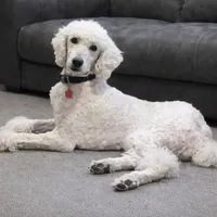 Airedoodle Male 1, a male Airedale Terrier and Poodle - Standard  for sale in Jerome, ID – Photo 3 of 3