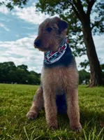 Airedoodle Male 1, a male Airedale Terrier and Poodle - Standard  for sale in Jerome, ID – Photo 2 of 3