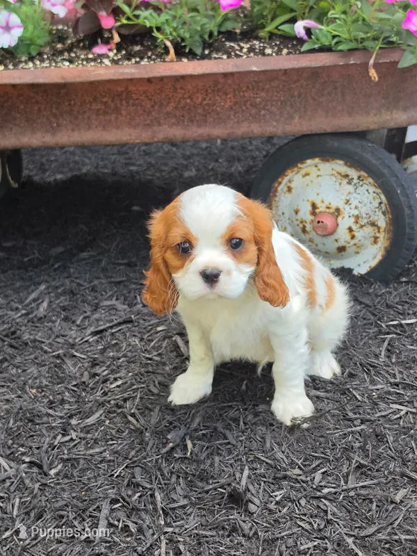 Winston – Cavalier King Charles Spaniel puppy for sale in Beach City, OH