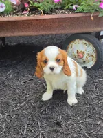 Winston, a male Cavalier King Charles Spaniel for sale in Beach City, OH – 1 of 1