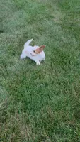 Ellie, a female Cavapoo for sale in Beach City, OH – 6 of 6