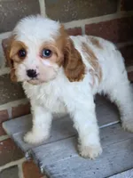 Ellie, a female Cavapoo for sale in Beach City, OH – 2 of 6