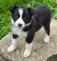 Chloe, a female Australian Shepherd and Border Collie for sale in Beach City, OH – 1 of 1