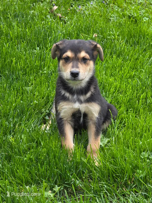 Spencer – Australian Shepherd, Border Collie puppy for sale in Beach City, OH