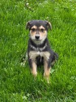 Spencer, a male Australian Shepherd and Border Collie for sale in Beach City, OH – 1 of 1