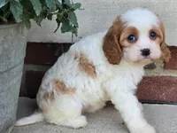 Ellie, a female Cavapoo for sale in Beach City, OH – 4 of 6