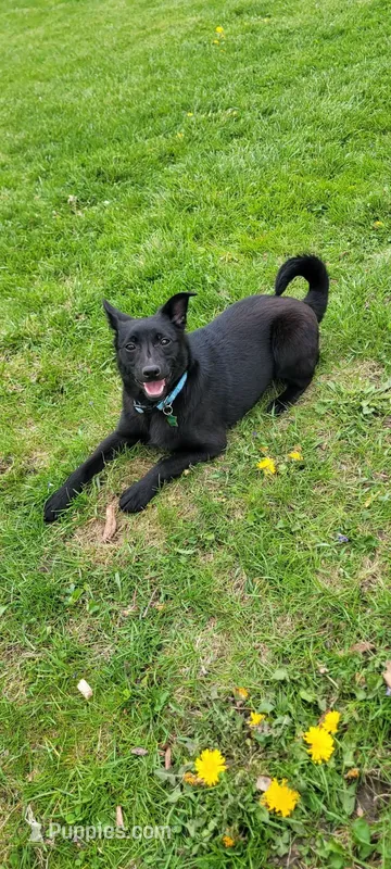 Zoe, a male Schipperke for sale in Beach City, OH – Photo 1 of 3