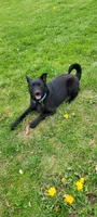 Zoe, a male Schipperke for sale in Beach City, OH – Photo 1 of 3