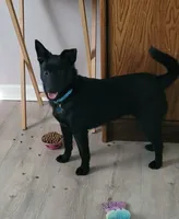 Zoe, a male Schipperke for sale in Beach City, OH – Photo 3 of 3