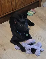 Zoe, a male Schipperke for sale in Beach City, OH – Photo 2 of 3