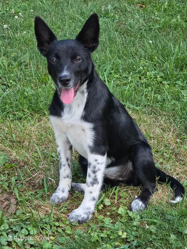 Lexi – Australian Cattle Dog, Border Collie puppy for sale in Beach City, OH
