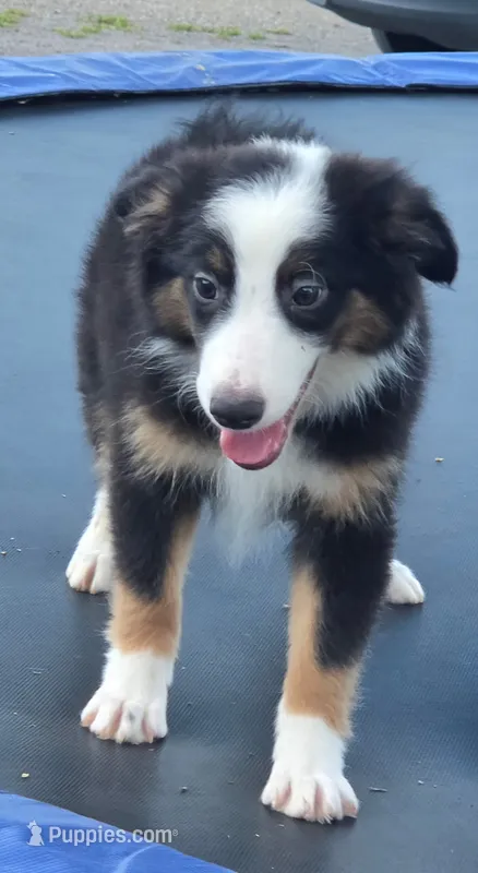 Knox – Miniature Australian Shepherd puppy for sale in Beach City, OH