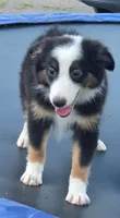 Knox, a male Miniature Australian Shepherd for sale in Beach City, OH – 1 of 4