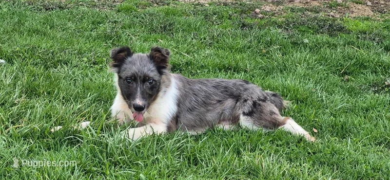 Toby – Miniature Australian Shepherd puppy for sale in Beach City, OH