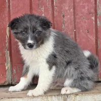 Toby, a male Miniature Australian Shepherd for sale in Beach City, OH – Photo 3 of 3