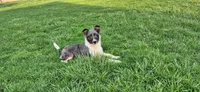 Toby, a male Miniature Australian Shepherd for sale in Beach City, OH – Photo 2 of 3