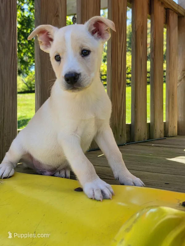 Milo – Boston Terrier puppy for sale in Beach City, OH