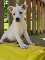 Milo, a male Boston Terrier for sale in Beach City, OH – 1 of 1