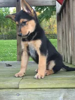 DIESEL, a male Australian Cattle Dog and German Shepherd Dog for sale in Beach City, OH – 3 of 3