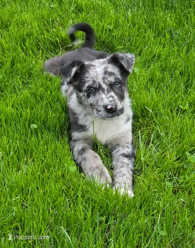 Merlin – Australian Shepherd, Border Collie puppy for sale in Beach City, OH