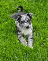 Merlin, a male Australian Shepherd and Border Collie for sale in Beach City, OH – 1 of 1
