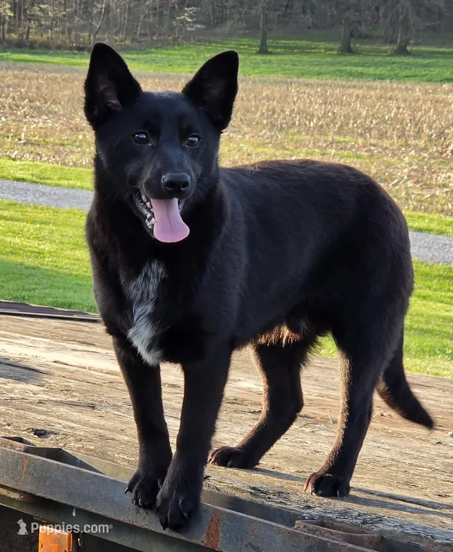Sully – Schipperke puppy for sale in Beach City, OH