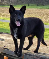 Sully, a male Schipperke for sale in Beach City, OH – 1 of 1