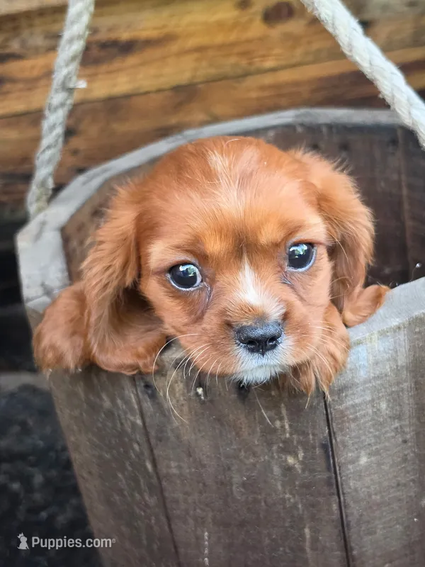 CHARLIE – Cavalier King Charles Spaniel puppy for sale in Beach City, OH
