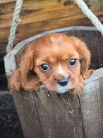 CHARLIE, a male Cavalier King Charles Spaniel for sale in Beach City, OH – 1 of 1
