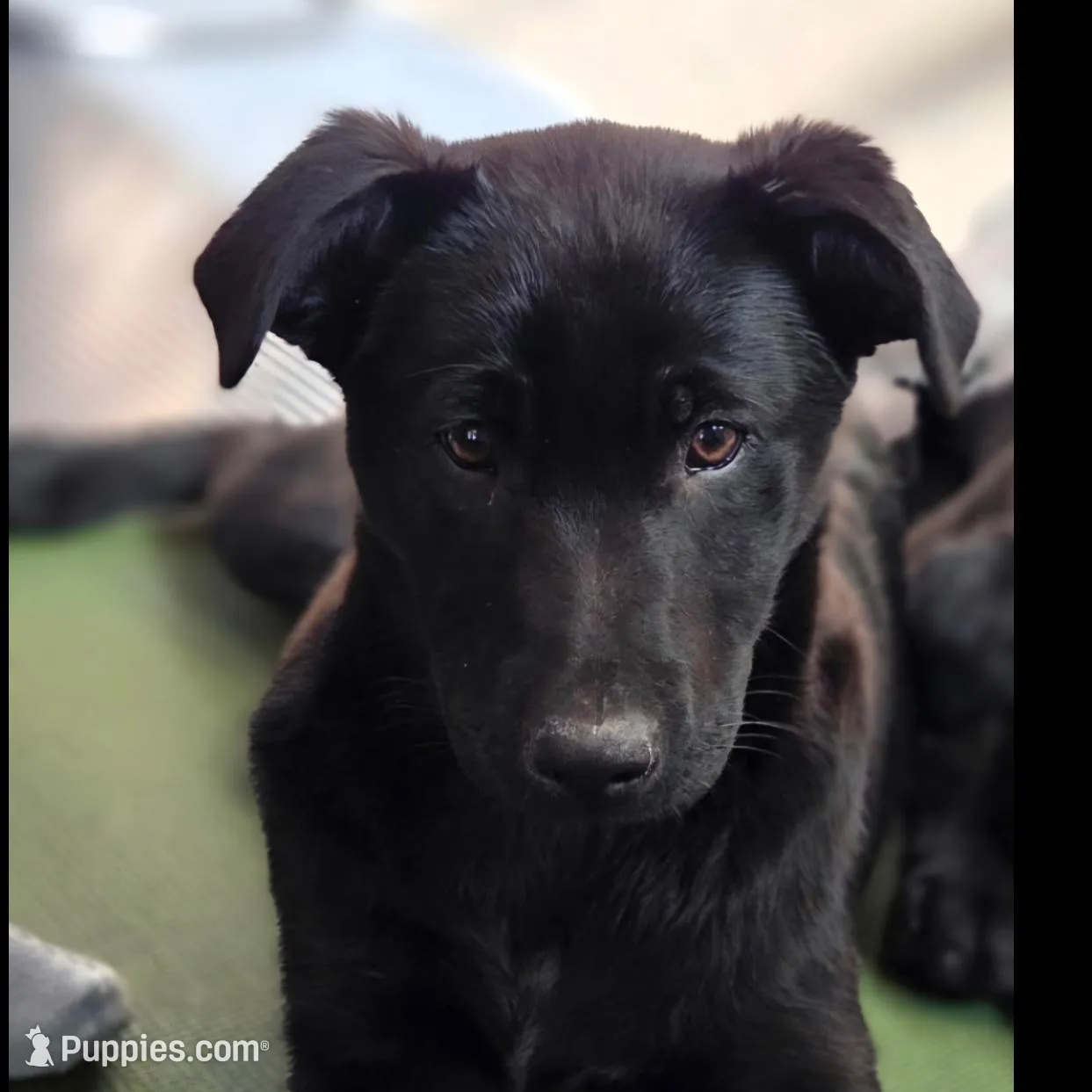 Baby Girl, a female Labrador Retriever for sale in Beach City, OH – Photo 2 of 2