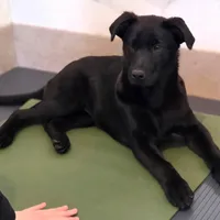 Baby Girl, a female Labrador Retriever for sale in Beach City, OH – Photo 1 of 2