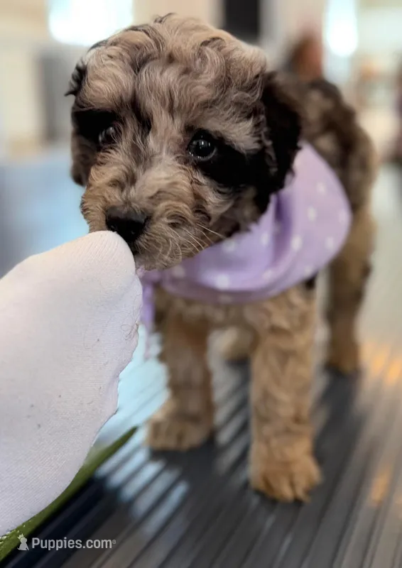 Sebastian – Poodle - Miniature  puppy for sale in Beach City, OH
