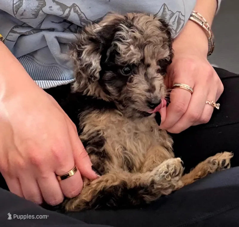 Sebastian – Poodle - Miniature  puppy for sale in Beach City, OH