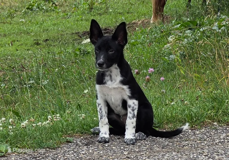 Bella – Australian Cattle Dog, Border Collie puppy for sale in Beach City, OH