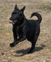 Zoe, a female Schipperke for sale in Beach City, OH – Photo 2 of 2