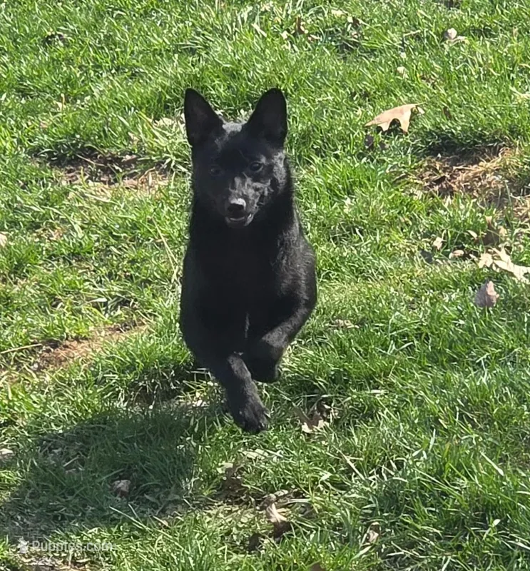 Zoe – Schipperke puppy for sale in Beach City, OH