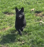 Zoe, a female Schipperke for sale in Beach City, OH – Photo 1 of 2