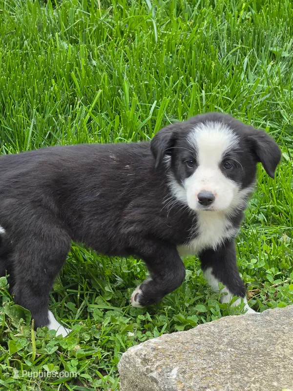 Bailey – Australian Shepherd, Border Collie puppy for sale in Beach City, OH