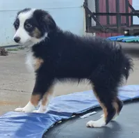 Knox, a male Miniature Australian Shepherd for sale in Beach City, OH – 2 of 4