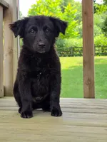 Spencer, a male Australian Cattle Dog and Border Collie for sale in Beach City, OH – 3 of 3