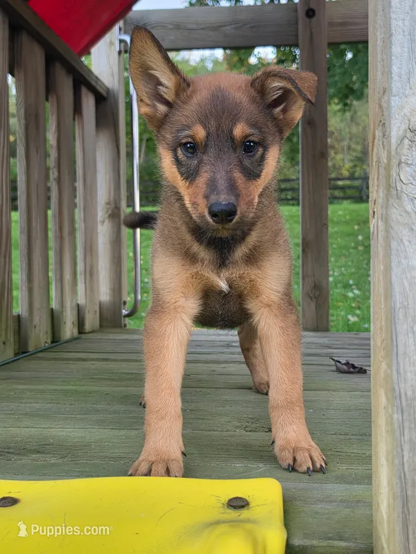 AXLE – Australian Cattle Dog, German Shepherd Dog puppy for sale in Beach City, OH