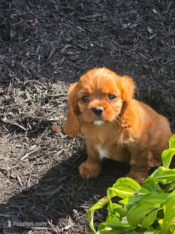 ARCHIE – Cavalier King Charles Spaniel puppy for sale in Beach City, OH