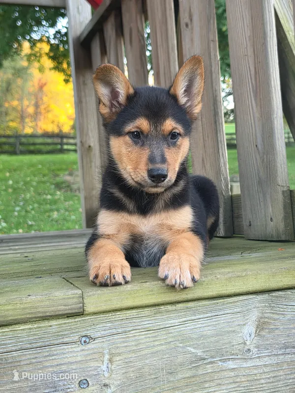 DIESEL – Australian Cattle Dog, German Shepherd Dog puppy for sale in Beach City, OH