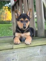 DIESEL, a male Australian Cattle Dog and German Shepherd Dog for sale in Beach City, OH – 1 of 3