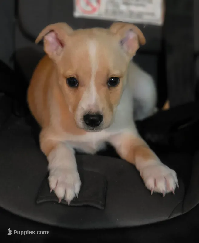 PEANUT – Boston Terrier puppy for sale in Beach City, OH