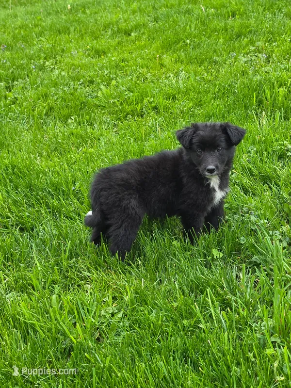 Anna – Australian Shepherd, Border Collie puppy for sale in Beach City, OH